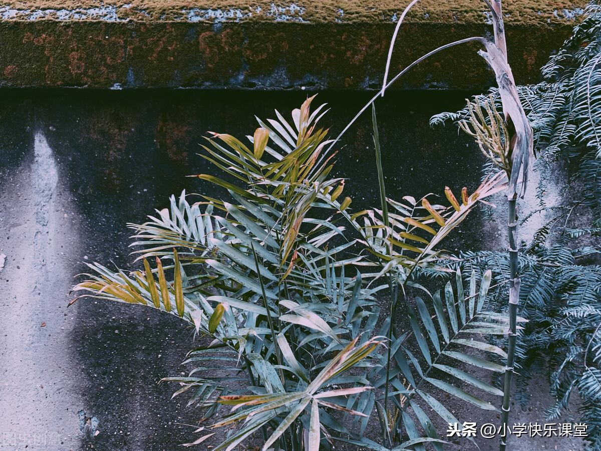 <b>小学生优秀作文赏析——《雨中即景》</b>