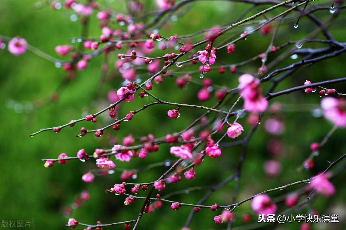 <b>小学生关于在雨中的优秀作文赏析——《雨中的景色》</b>