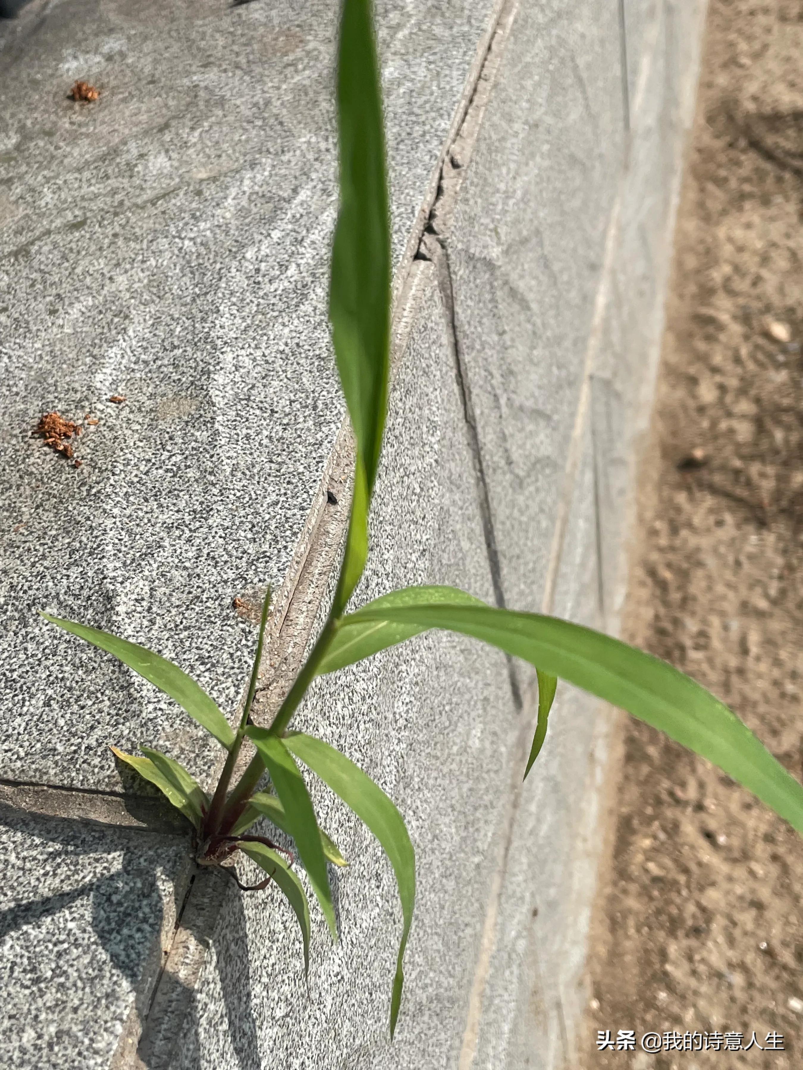 <b>学生以小草为主体的作文——倔强的小草</b>