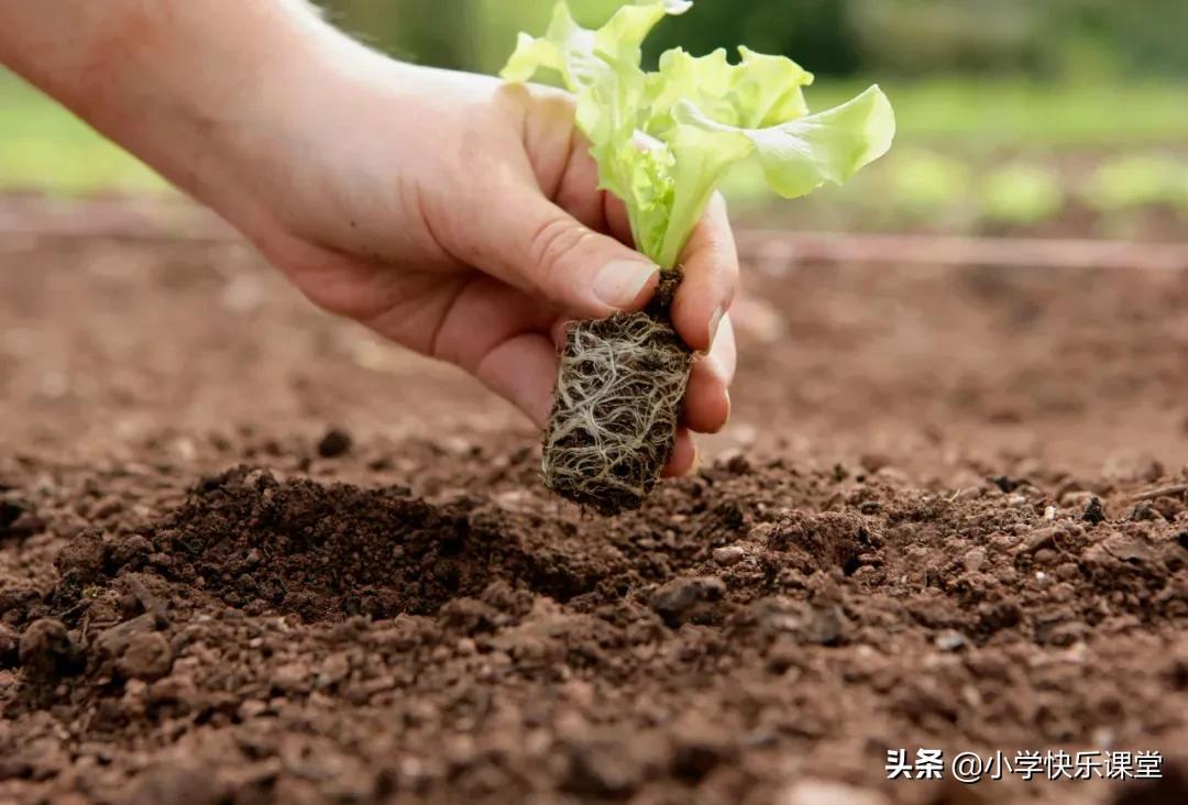 <b>六年级1单元关于变形记的优秀作文赏析—《我是一条幸福的蚯蚓》</b>