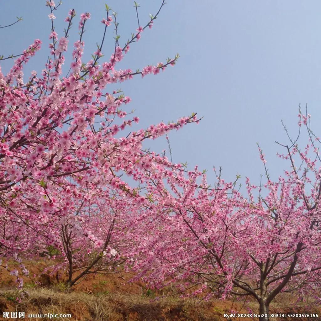 <b>三年级儿子写的作文 作文《桃花》，没有惊艳到你</b>