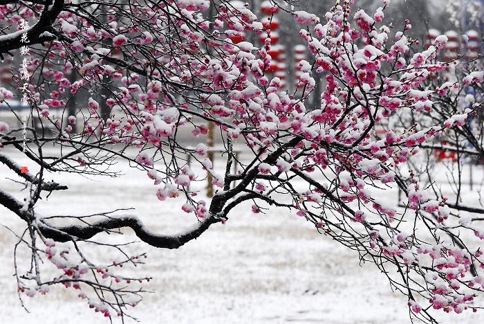 <b>小学优秀作文赏析：雪</b>