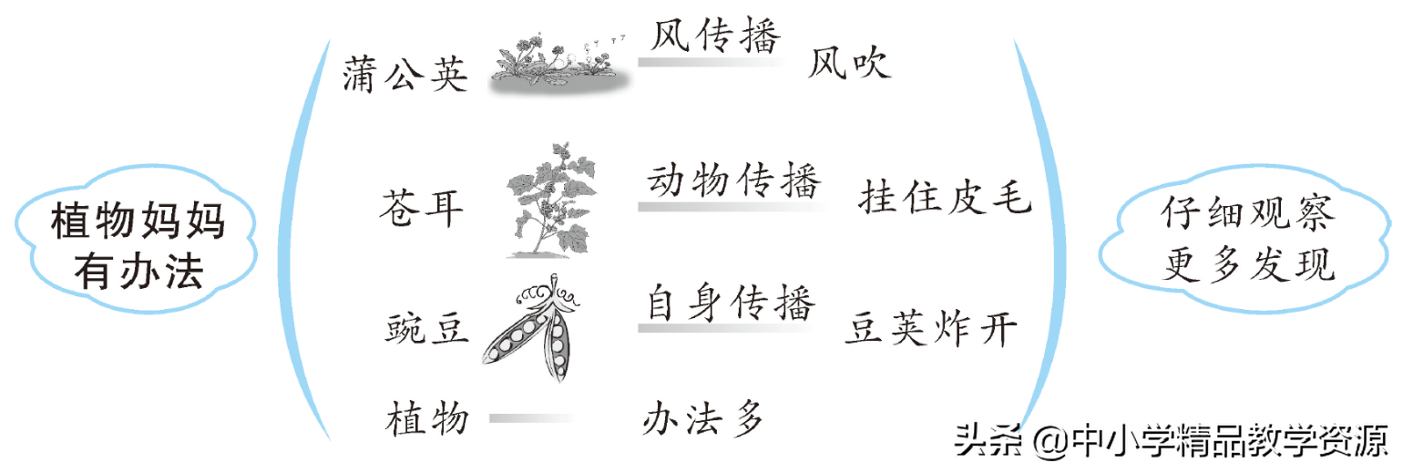 <b>苏教版二年级语文教案范文（二年级语文《植物妈妈有办法》教学反思）</b>